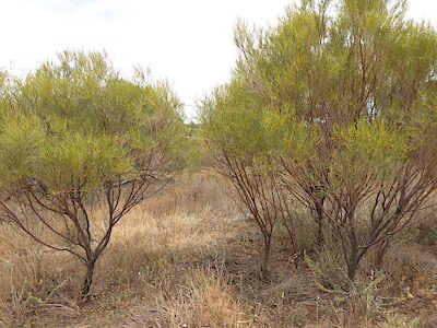 Bubastes inconsistans, PL4915, adult host plant, Acacia calamifolia (PJL 3526), FR, 19.6 × 6.4 mm